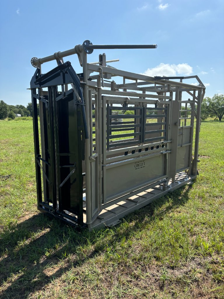 Circle T Bull with Palpation Cage