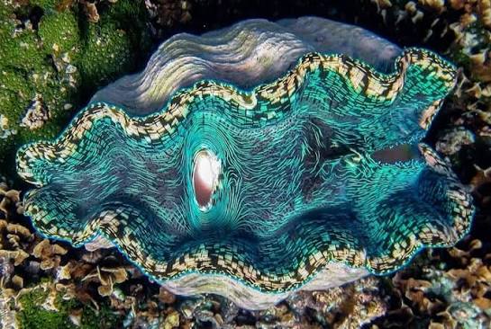 Snorkelling over the reef on the south coast of Upolu, Samoa