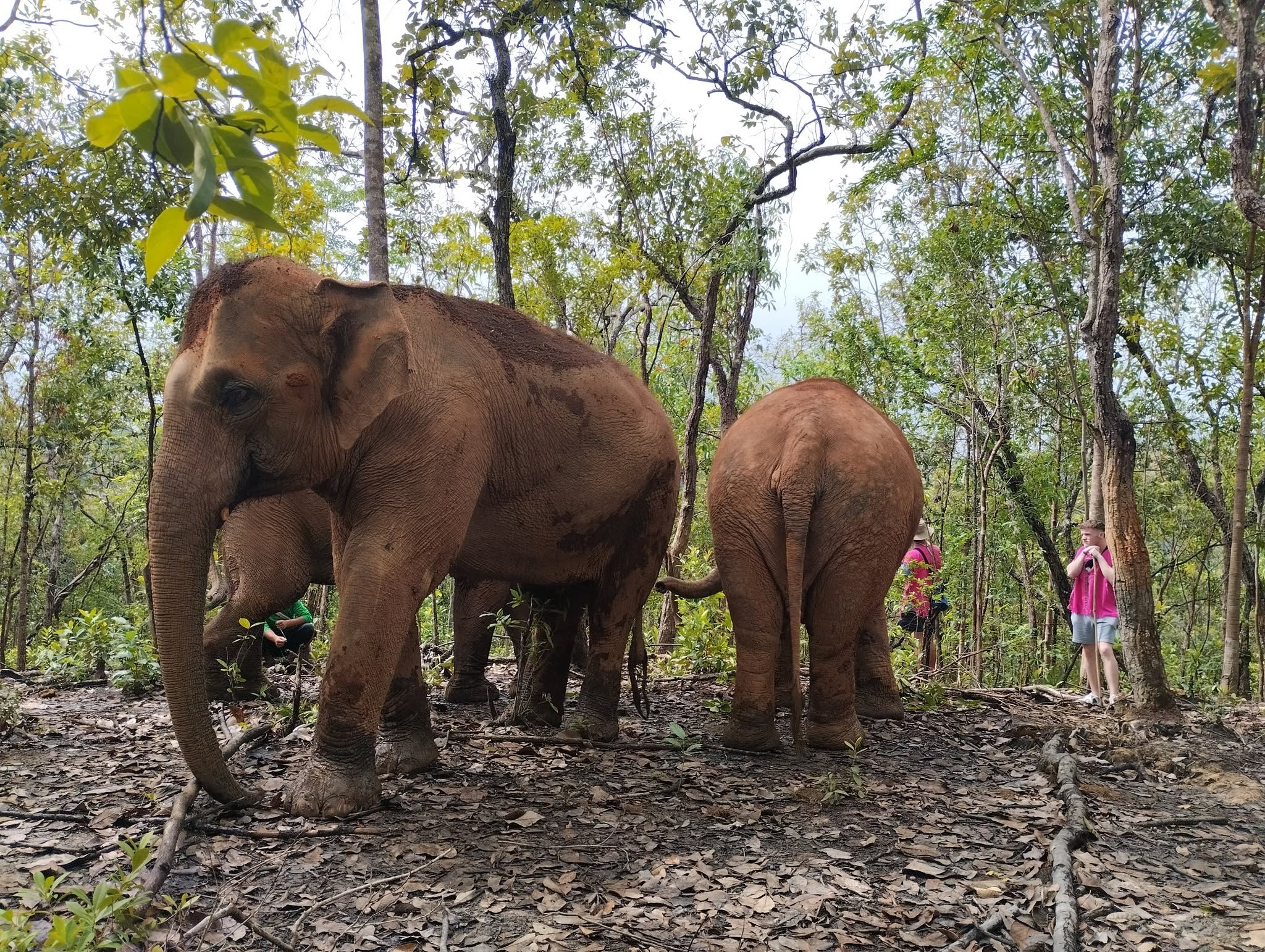 Joy Elephant Sanctuary 3