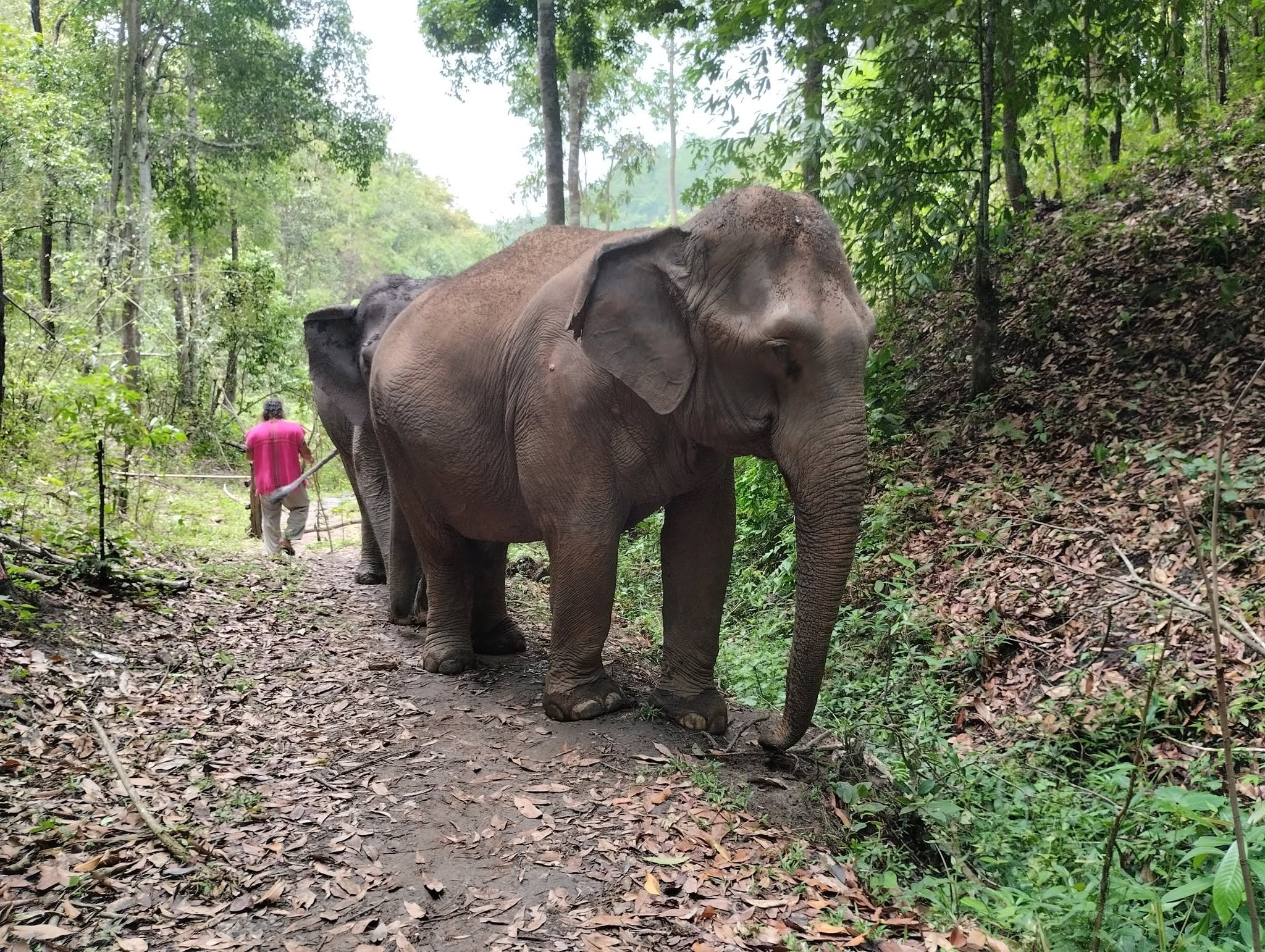 Joy Elephant Sanctuary 2