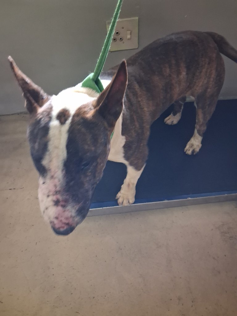 Bull terrier in rehabilitation