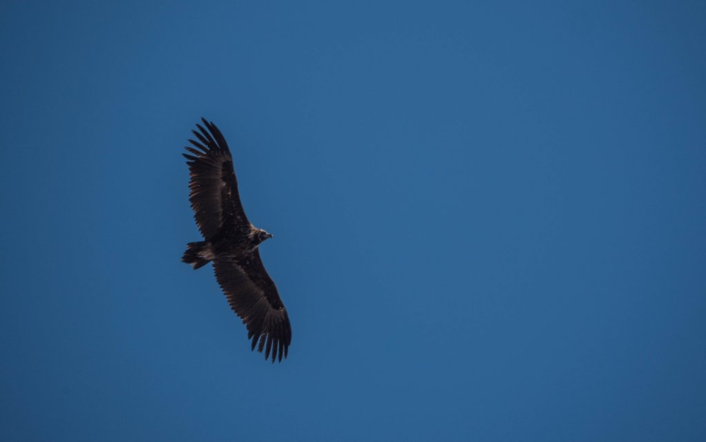 Consolidate and Expand the Black Vulture Population in Portugal