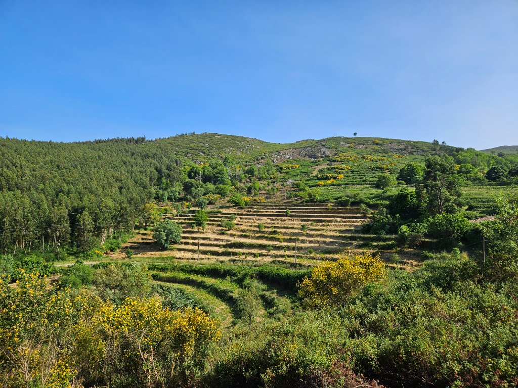 Terra Seixe: Restoring the Monchique Oak Landscape