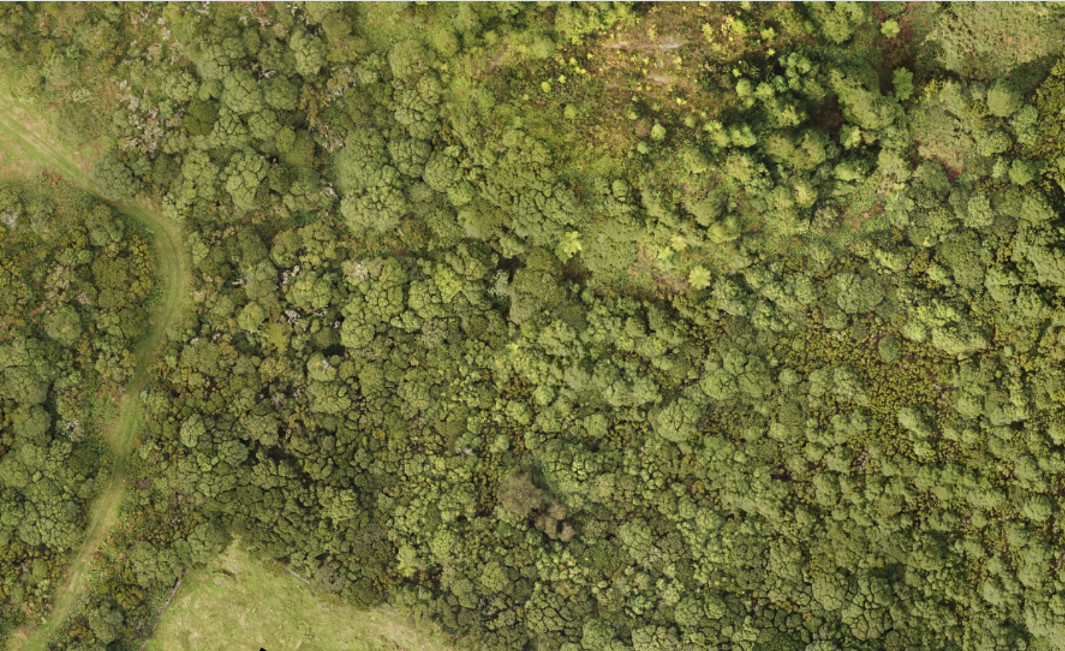 Forest canopy seen from above