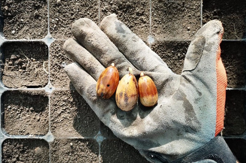 A gloved hand holding sprouting acorns