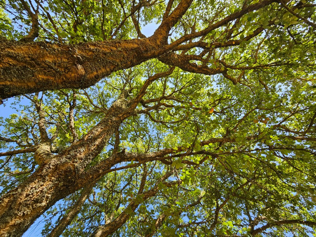Portuguese forest landscape