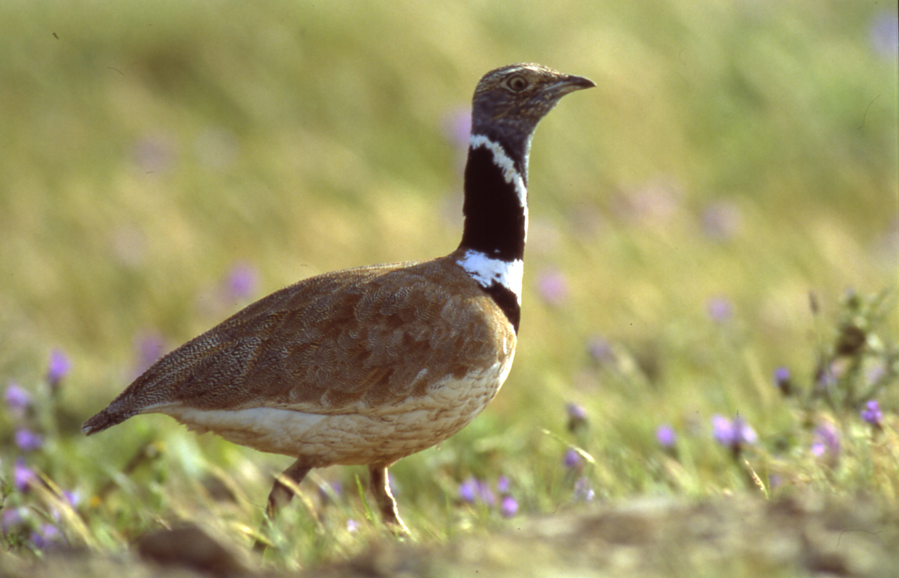 Promoting the Conservation of Steppe Birds in Castro Verde