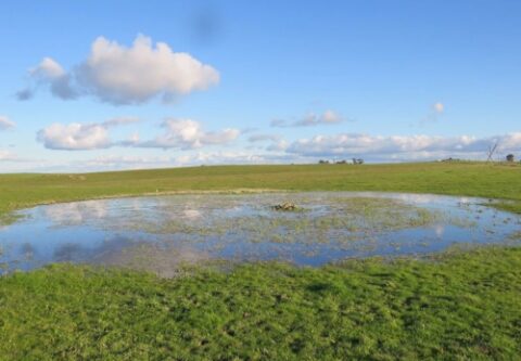 Promoting the Conservation of Temporary Ponds in the Lower Alentejo