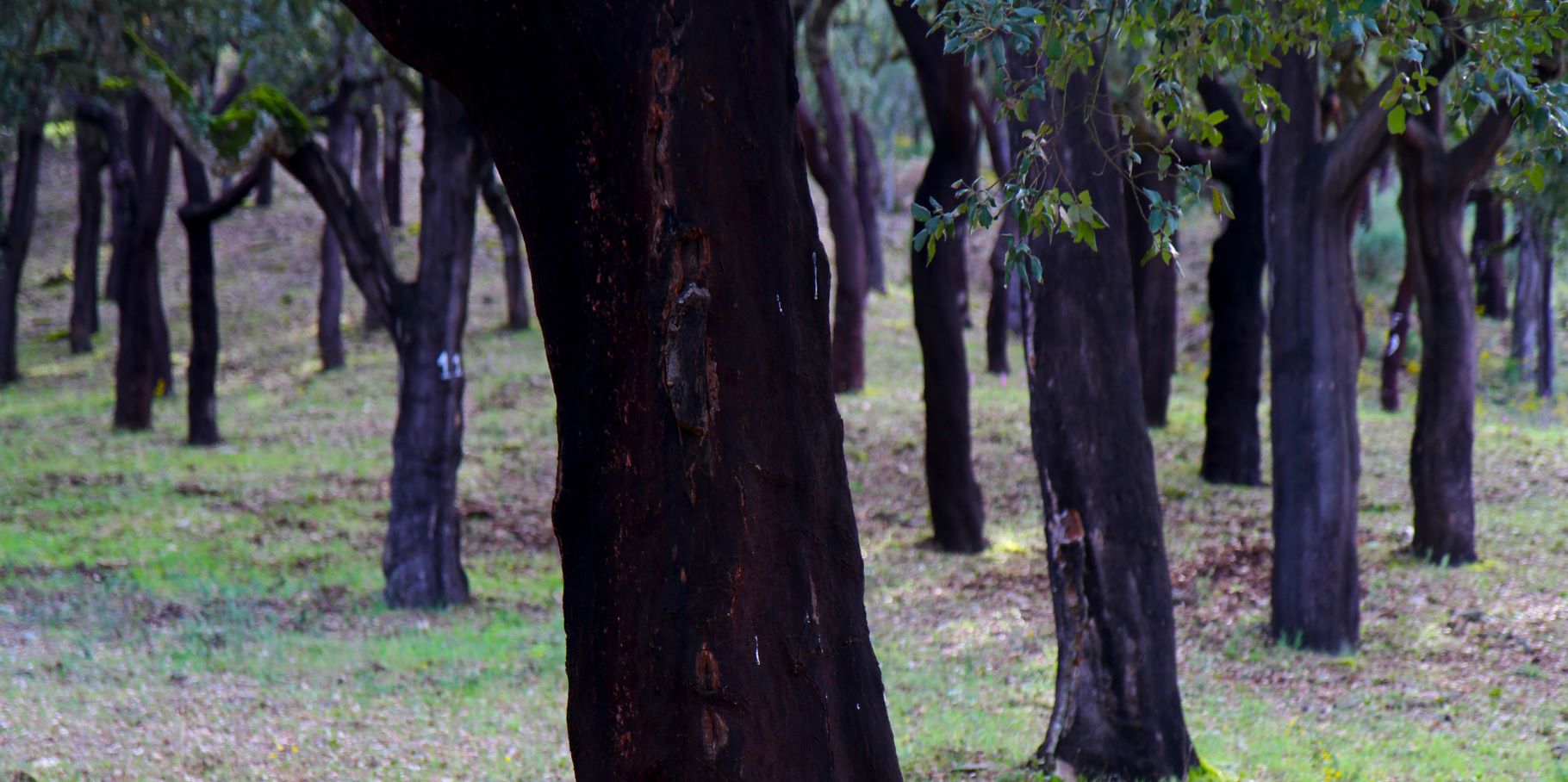 Cork oak dehesa forest