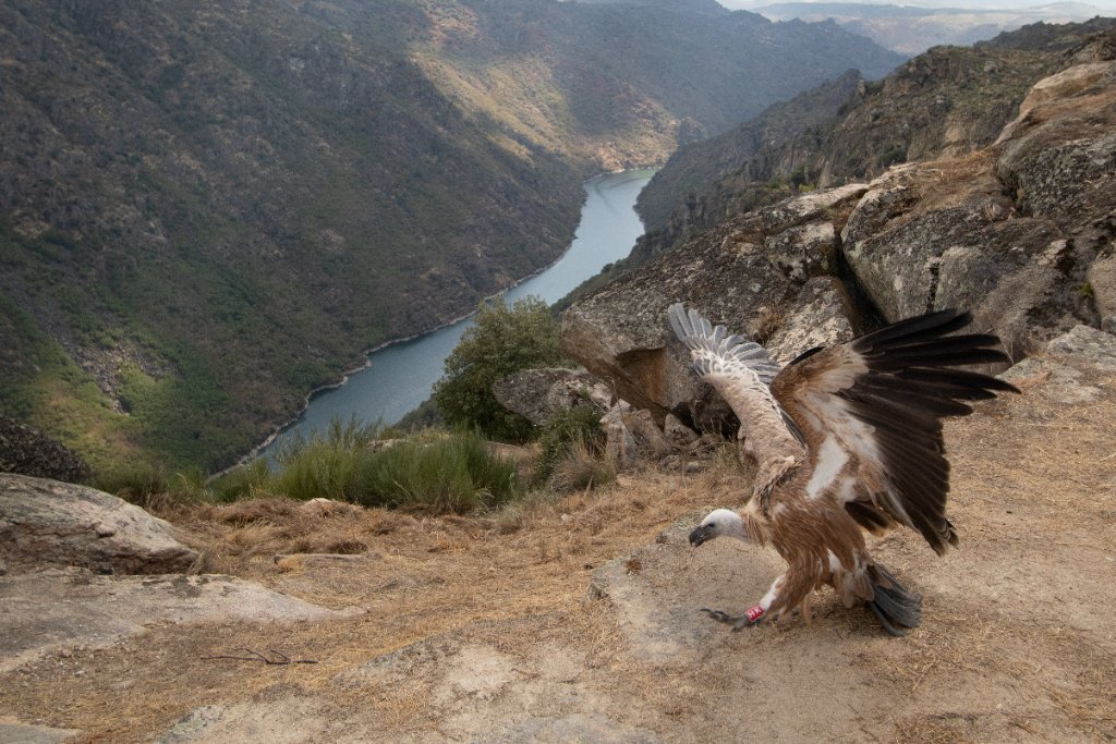 Griffon vulture spreading wings over Douro canyon