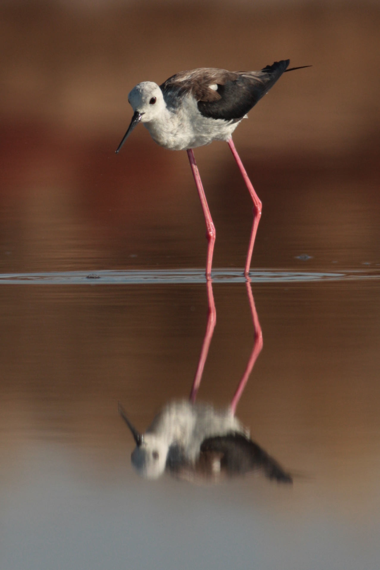 A Black-winged Stilt wading in still water