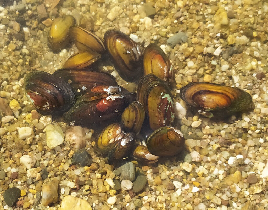 Southern Naiads: Restoring Freshwater Systems