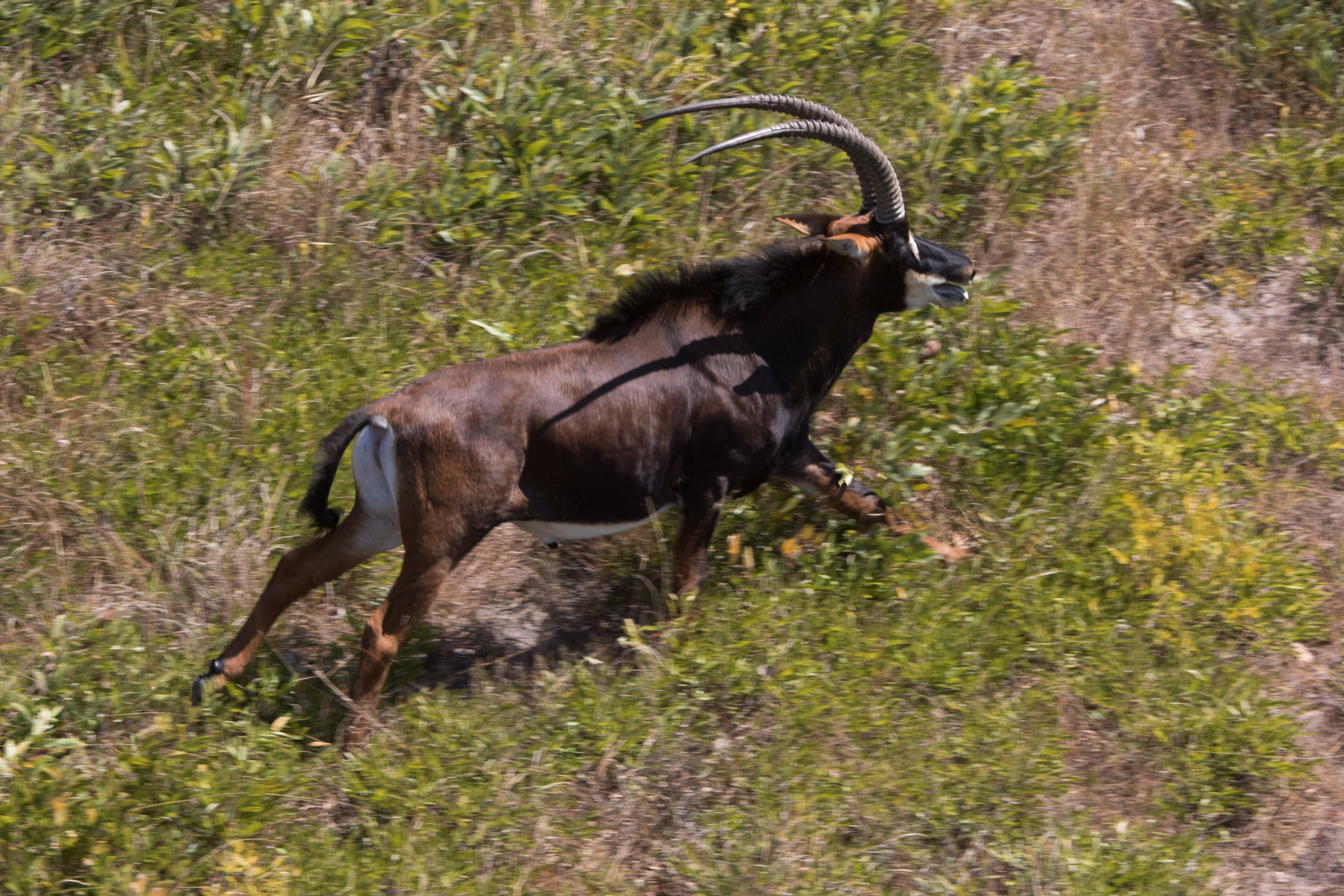 Conservation of the Giant Sable Antelope in Angola