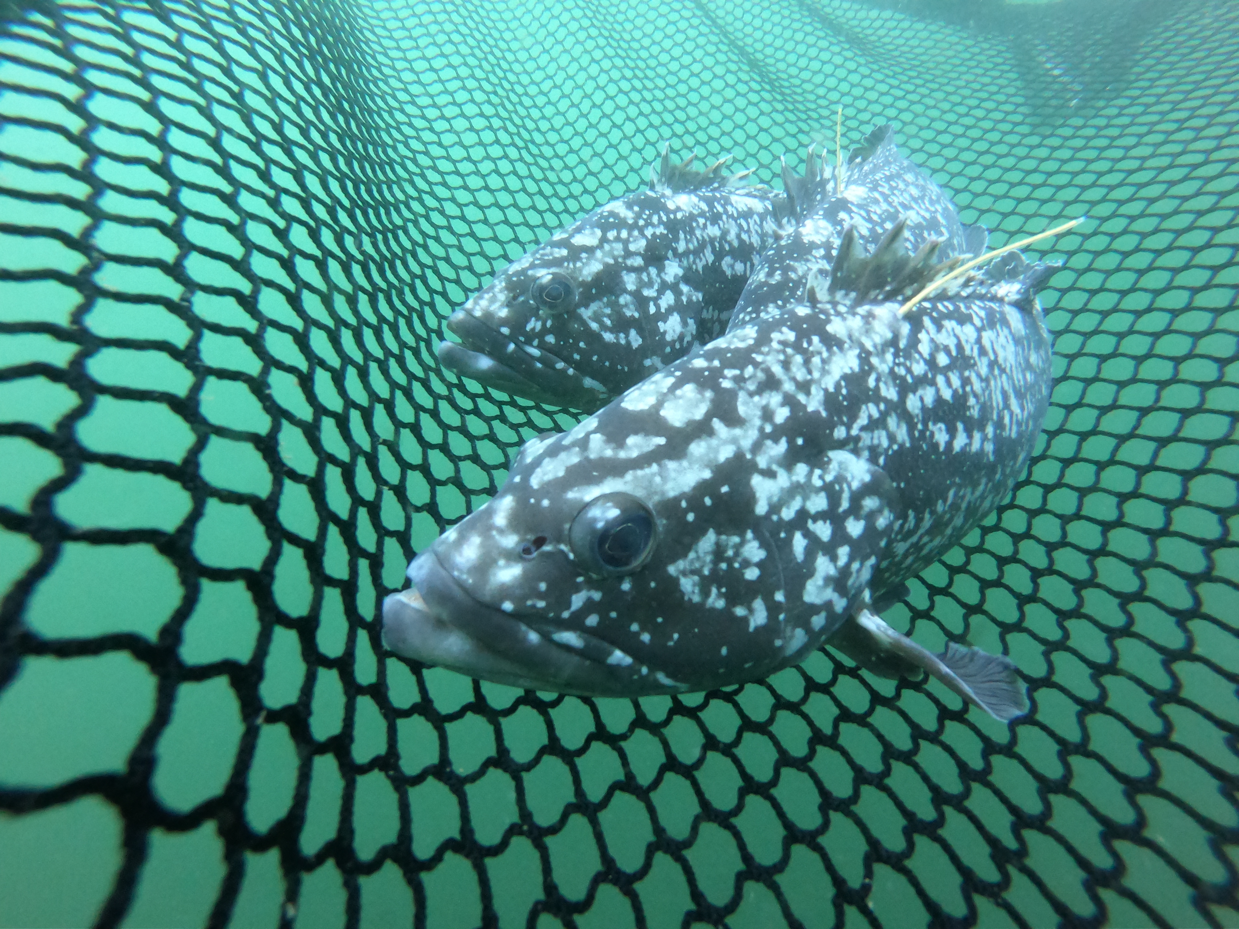 Repopulation Effort Targeting the Dusky Grouper on the Southwest Coast (MeroSW)