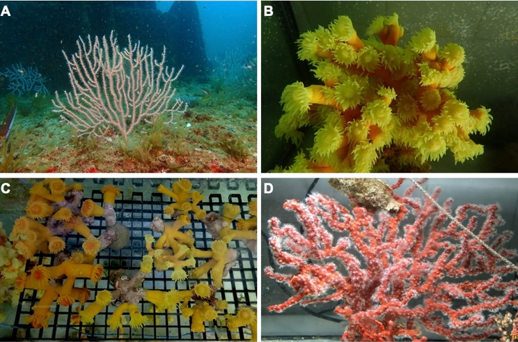 CORALRESCUE: Reducing Coral Bycatch and Restoring Marine Habitats