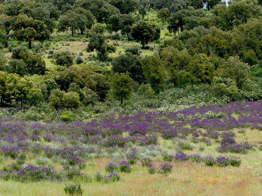 Portuguese cork oak woodland and meadow