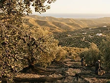 Malaga trzecią potęgą oliwek stołowych Andaluzji