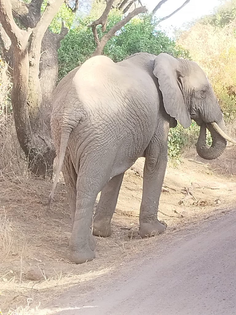 Wildlife conservation