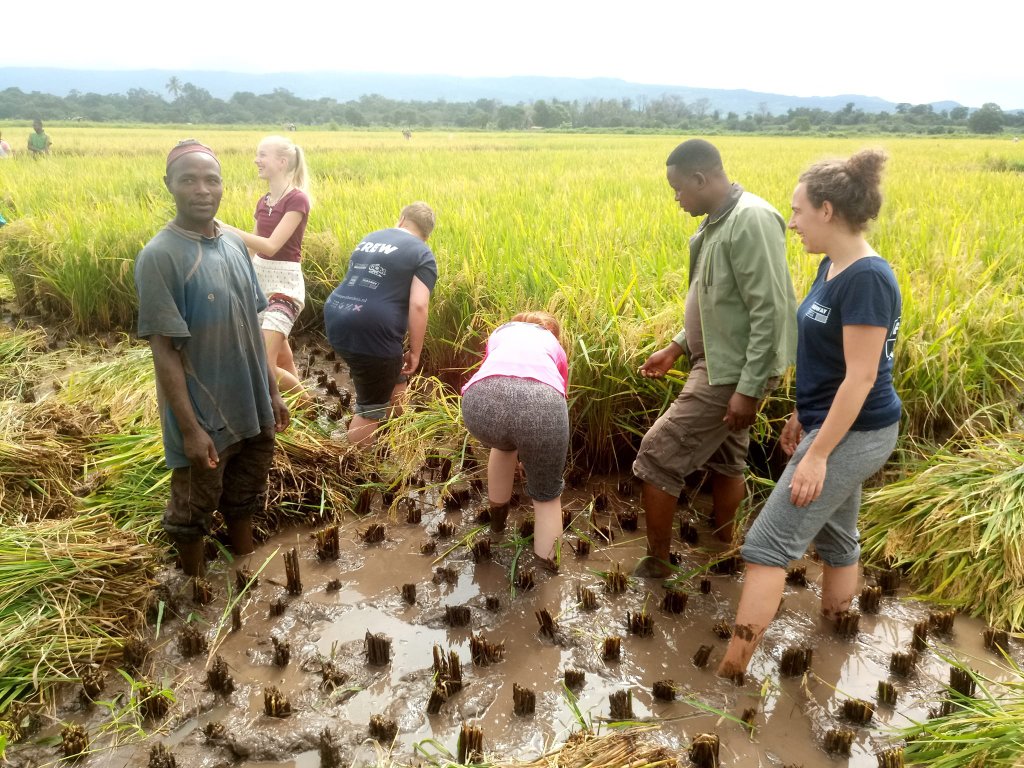 Tree Planting