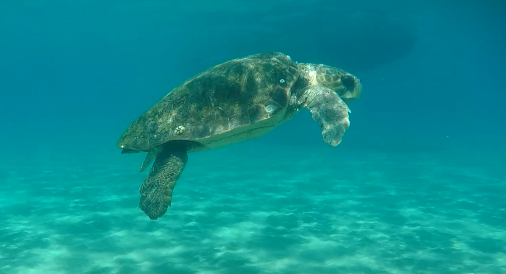 Turtle Trip