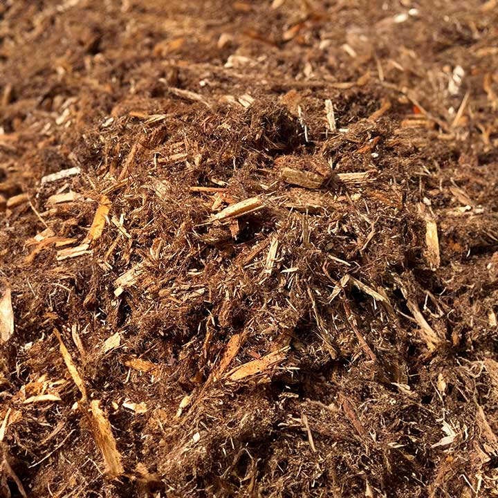 Cedar