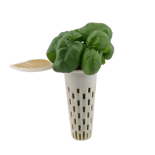 Seed pod — basil seedling