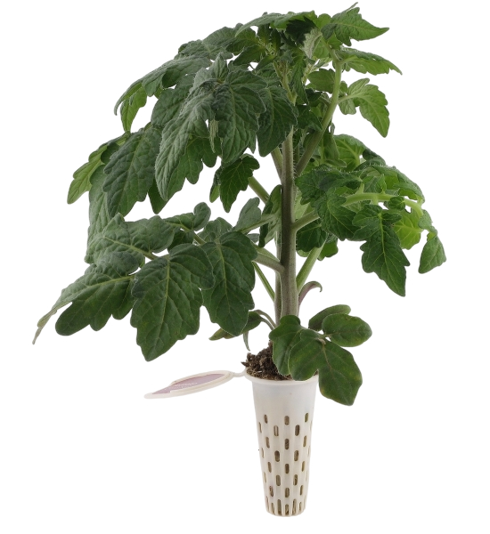 Seed pod — large tomato plant