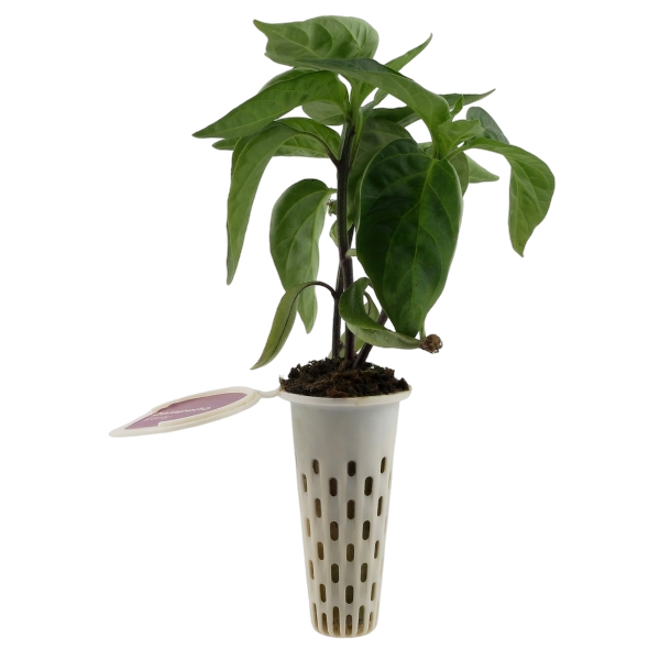 Seed pod — sweet pepper seedling