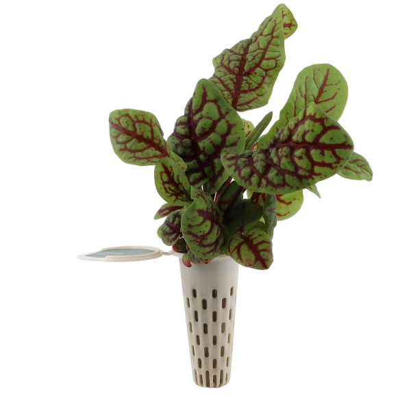 Seed pod — sorrel seedling