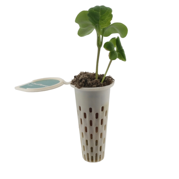 Seed pod — nasturtium seedling