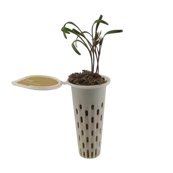 Seed pod — dill seedling
