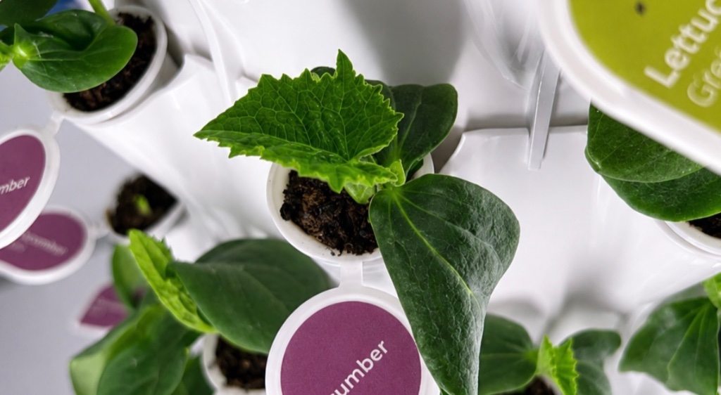 Close-up of mint plant leaves in seed pod