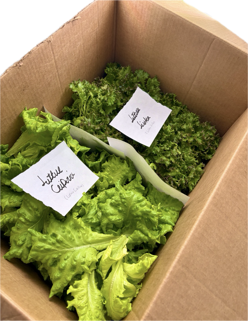 Cinnamon Basil and Sorrel packed together in a delivery box