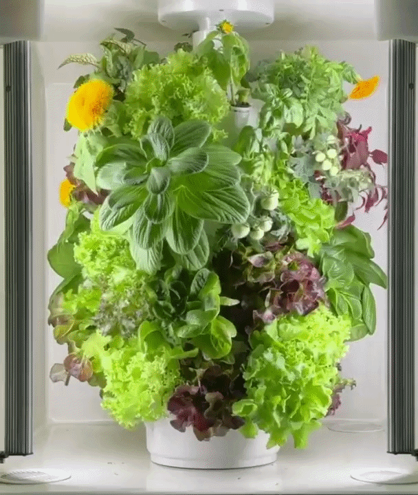 LED-Controlled Growth