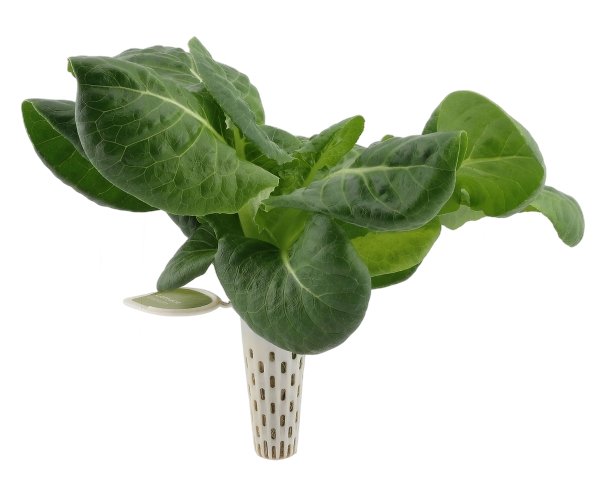 Seed pod — bok choy seedling