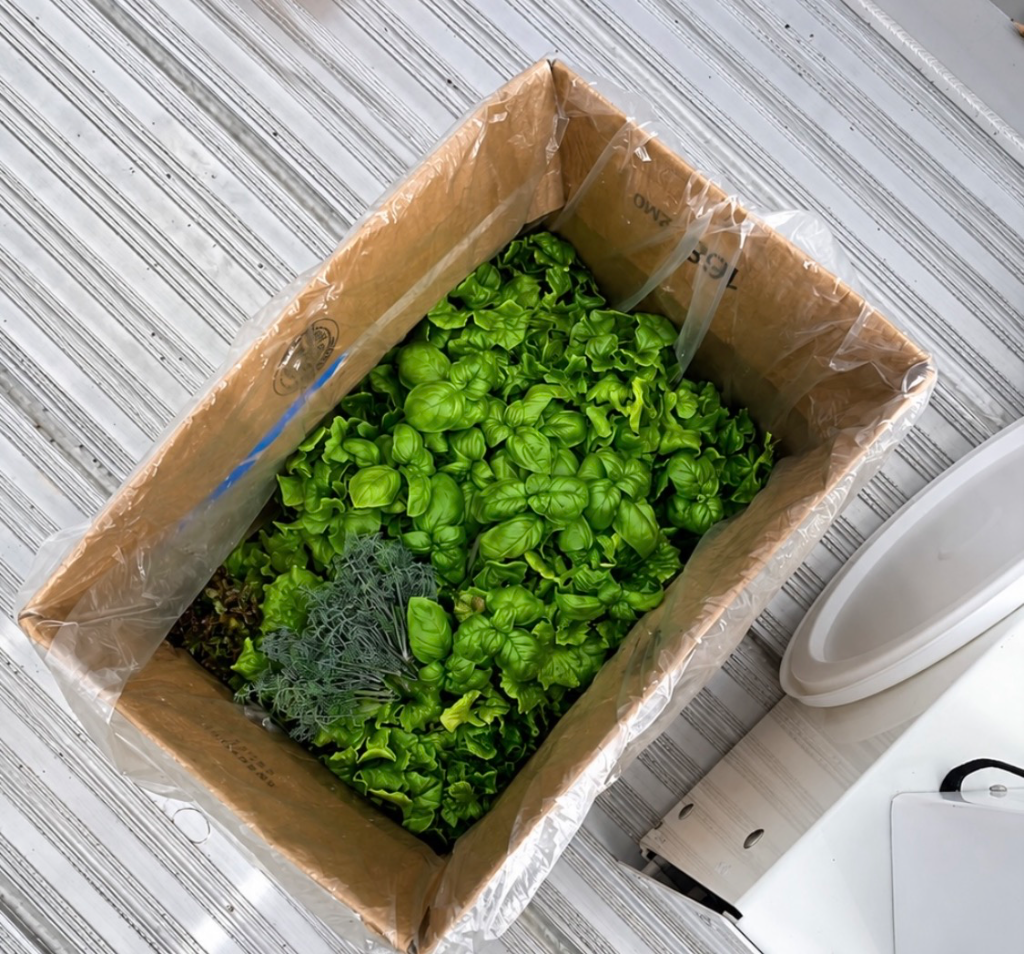 Fresh basil, dill, and lettuce packed in a delivery box