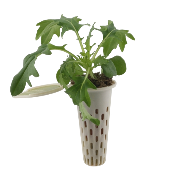 Seed pod — leafy green seedling