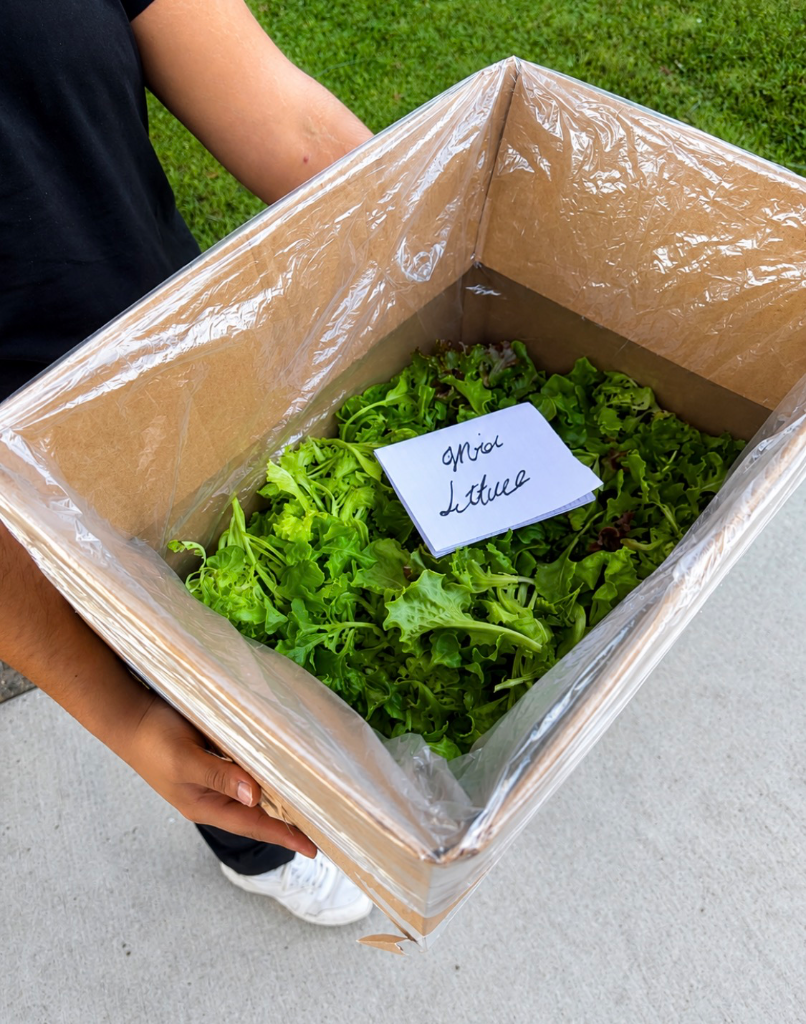 Mini lettuce box being carried for delivery