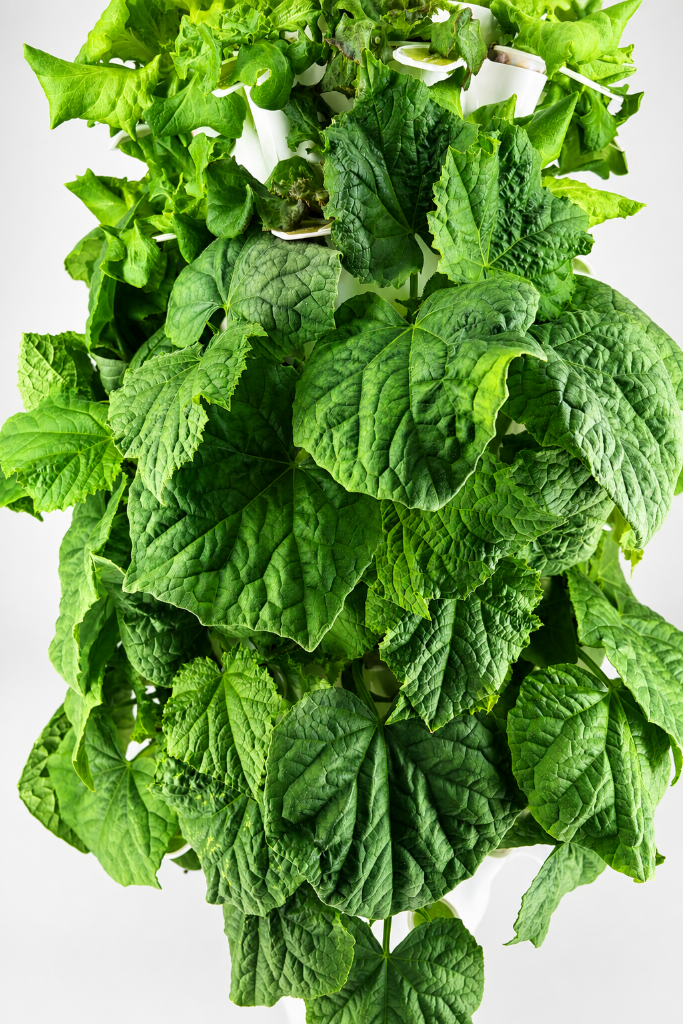 Lush leafy greens growing on vertical tower
