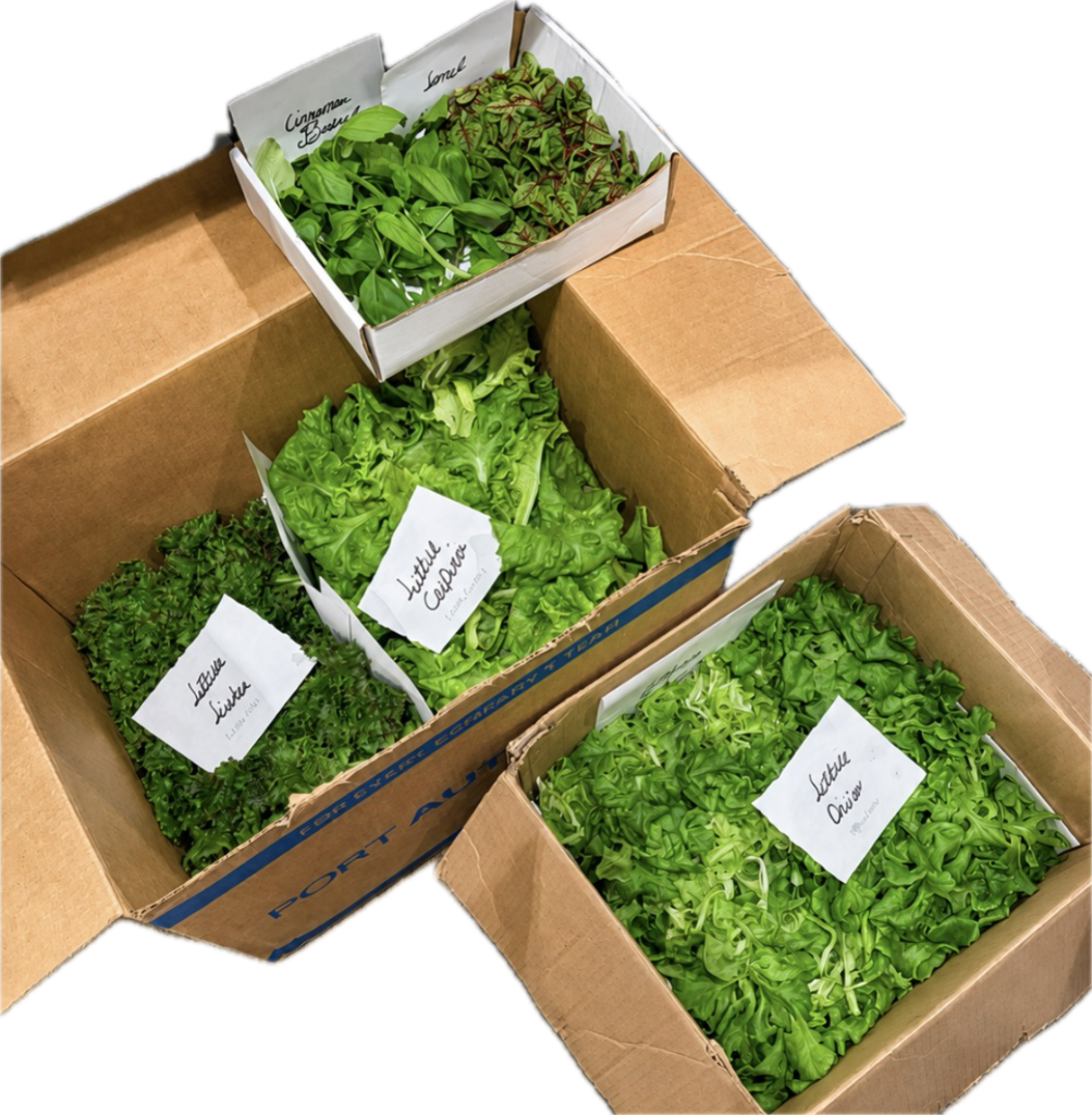 Multiple boxes of fresh lettuce varieties ready for delivery