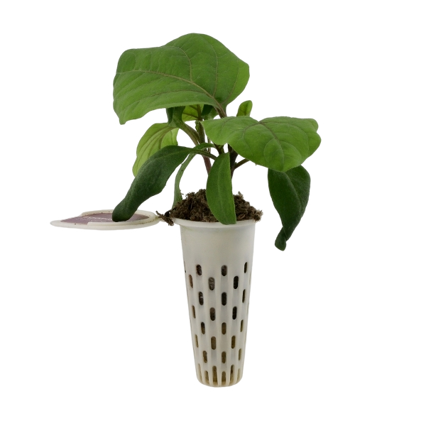 Seed pod — pepper seedling