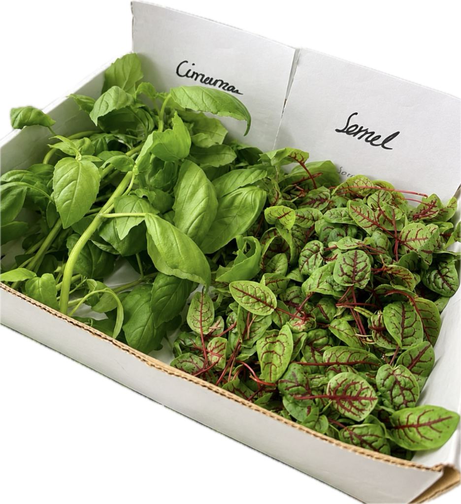 Lettuce Caipira and Litska packed in delivery box