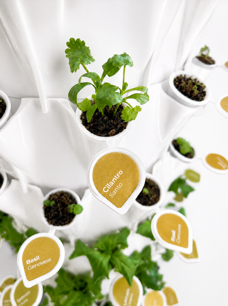 Cilantro and basil seed pods labeled in tower