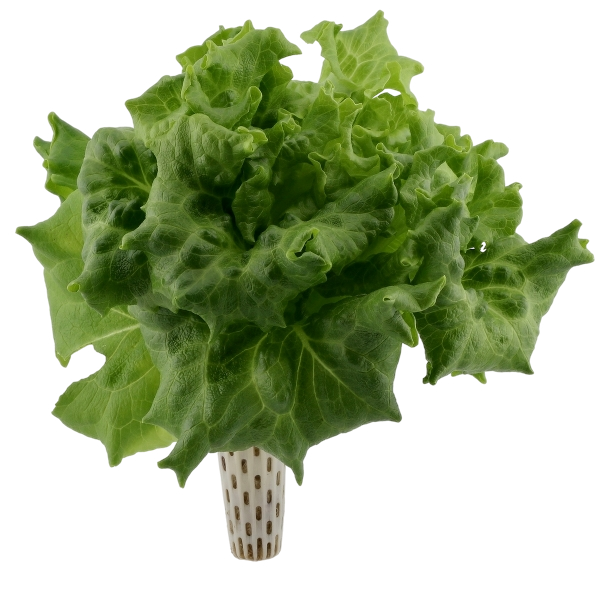 Seed pod — full lettuce head