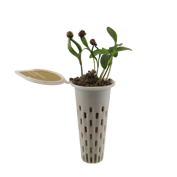Seed pod — zinnia seedling