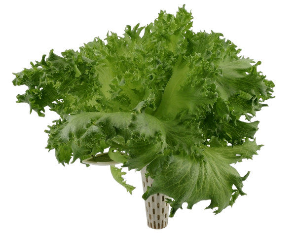 Seed pod — frisée lettuce