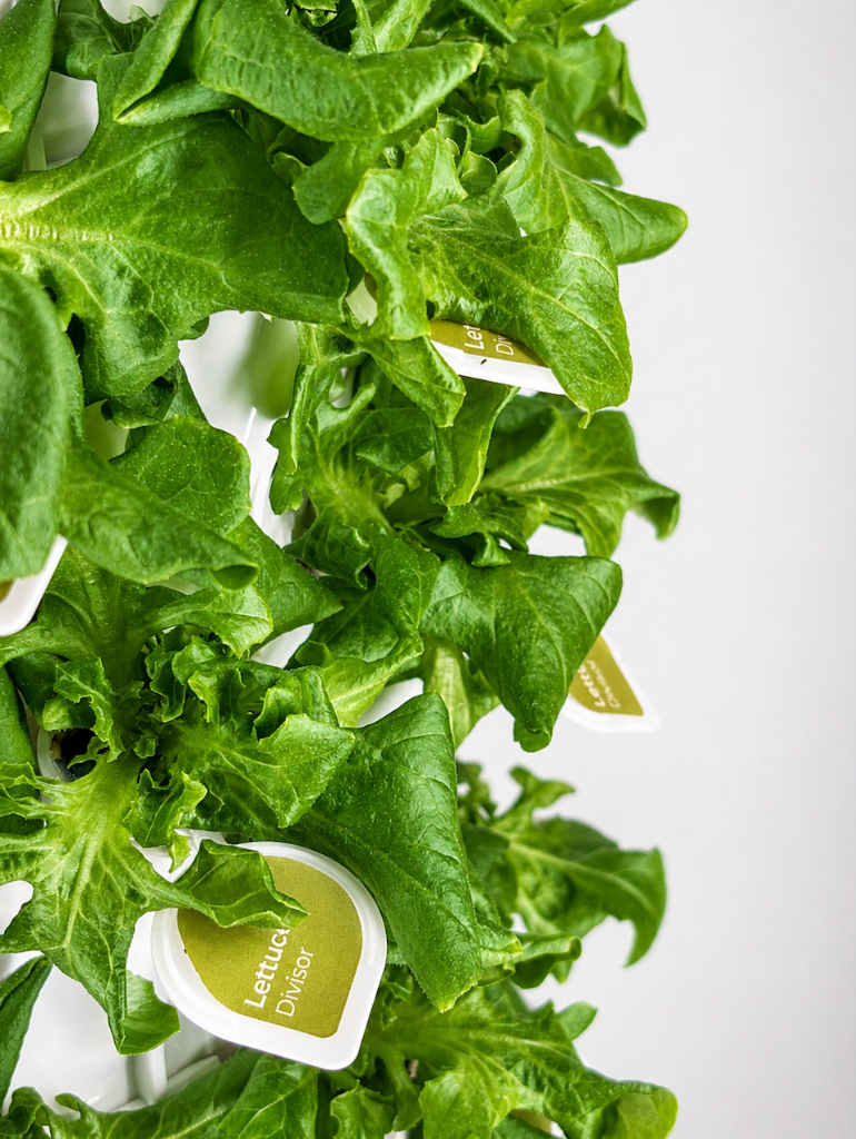 Lettuce Divisor with seed pod tags on vertical tower