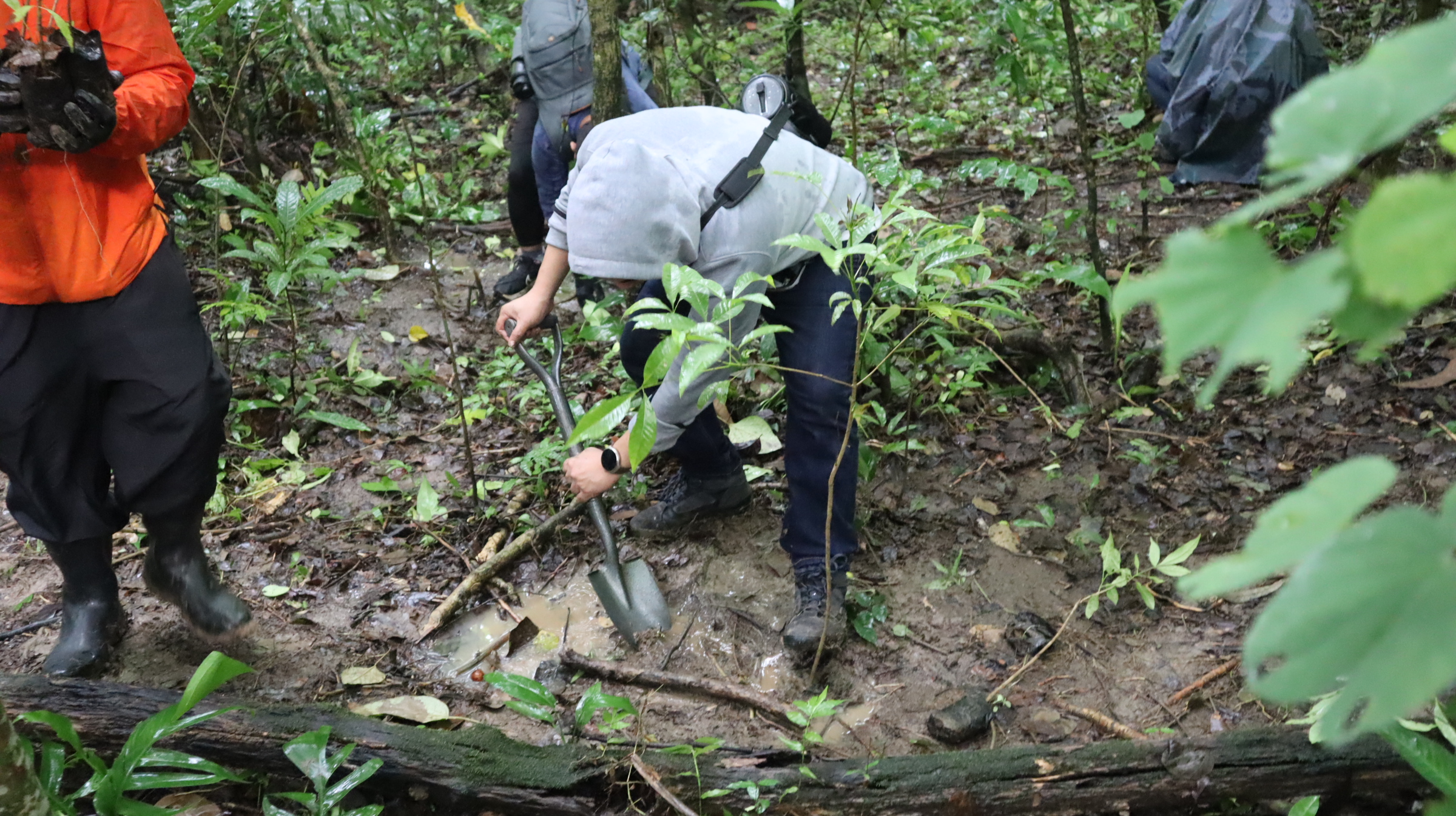 A participant plants a Molave seedling