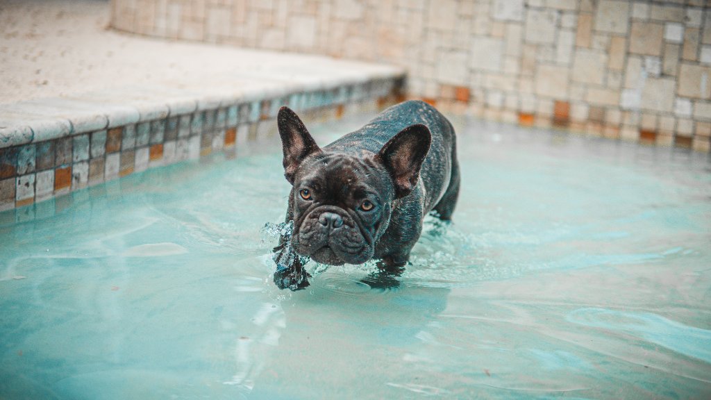 Weekly Pool Service