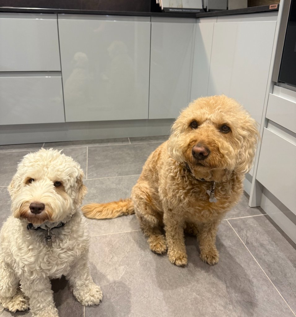 Our two showroom dogs sitting on the floor in our kitchen showroom